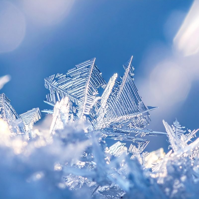 Frost crystals catching low winter light